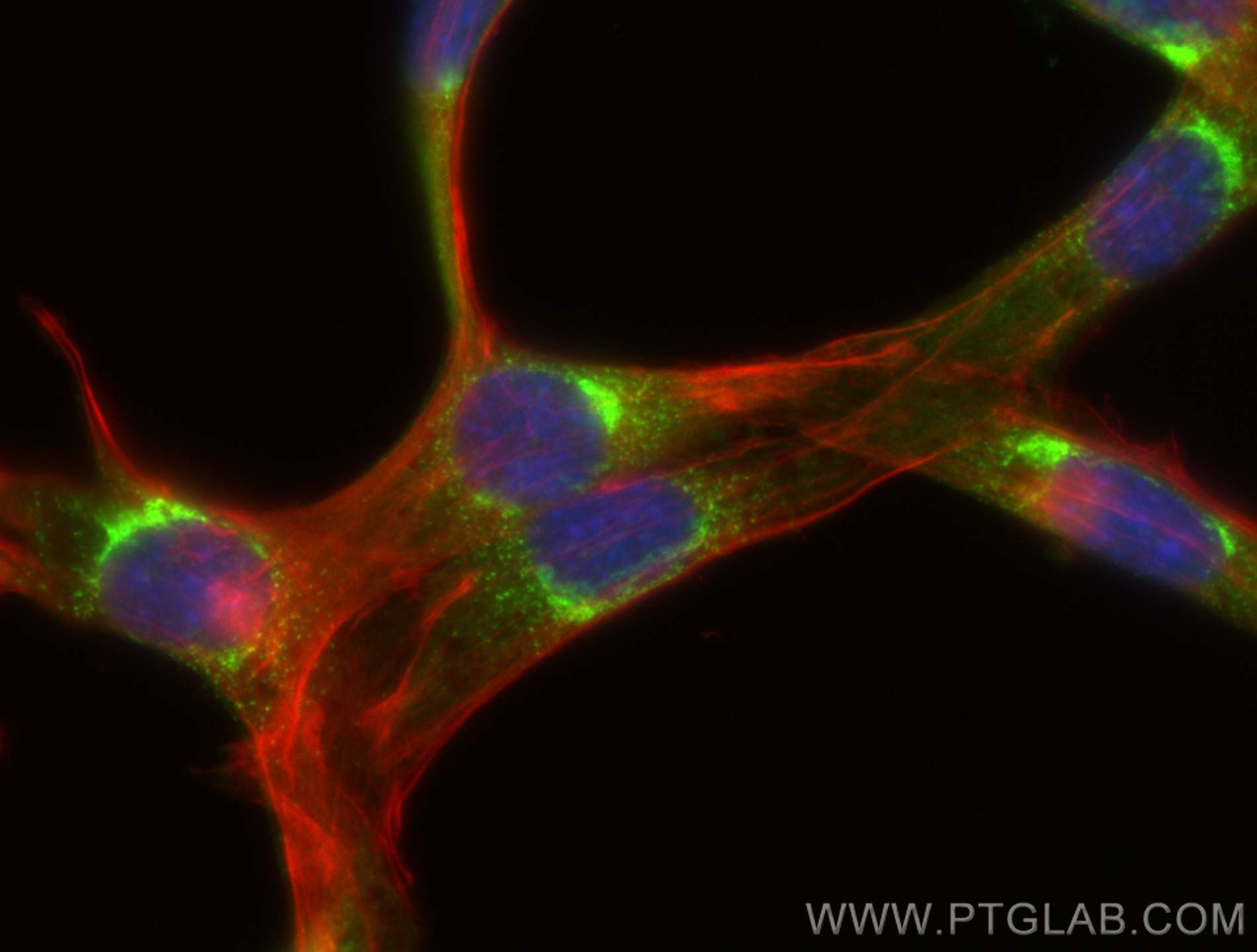 Immunofluorescence (IF) / fluorescent staining of NIH/3T3 cells using COPB2 Polyclonal antibody (14733-1-AP)