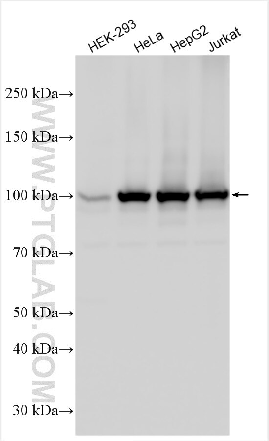 Western Blot (WB) analysis of various lysates using COPB2 Polyclonal antibody (14733-1-AP)