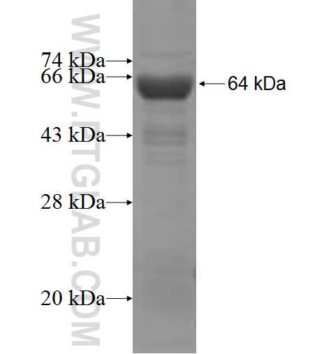 COPB2 fusion protein Ag6498 SDS-PAGE