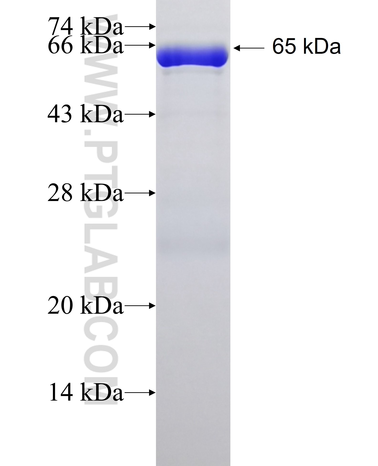 COPB2 fusion protein Ag6498 SDS-PAGE