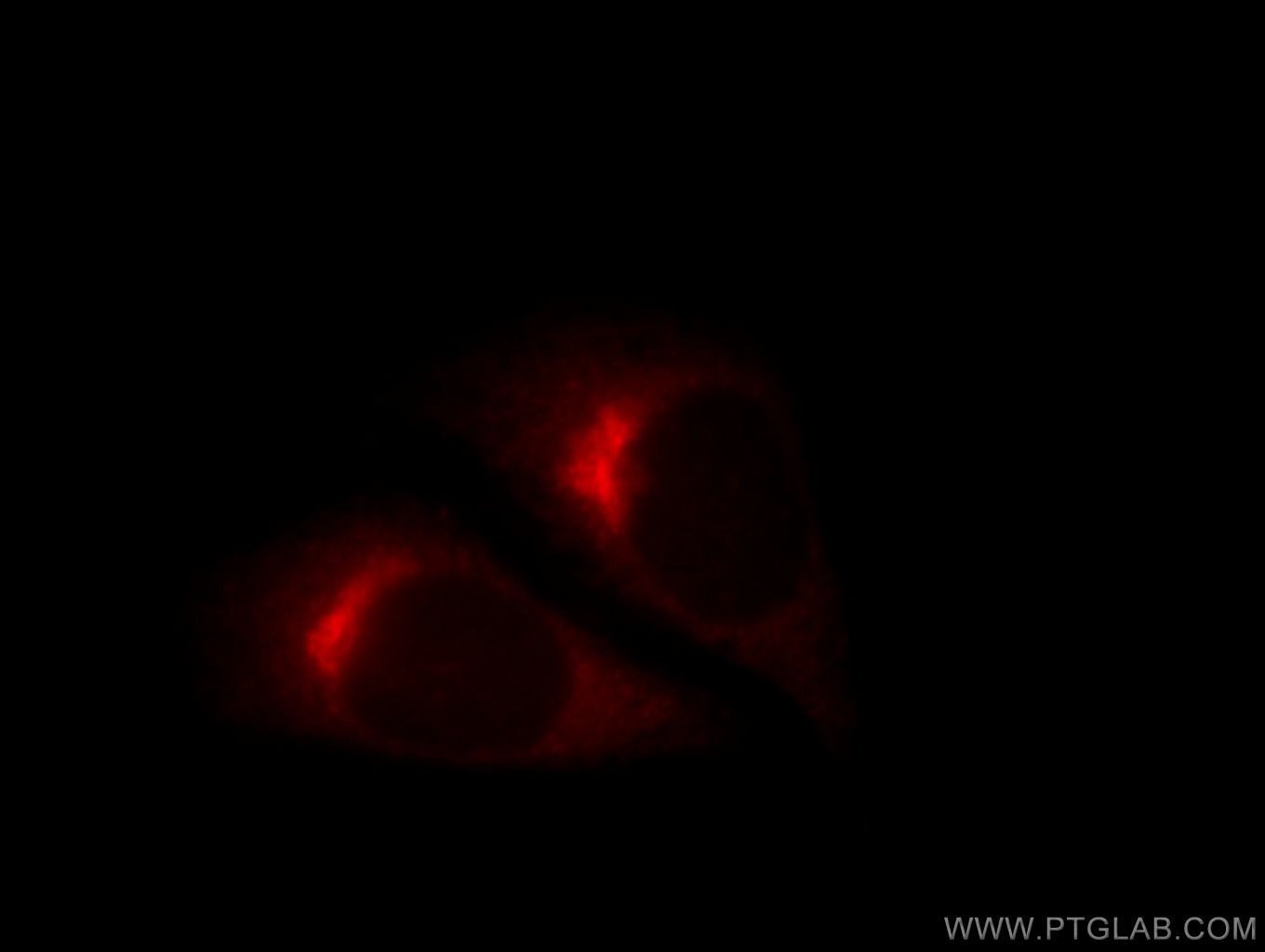 Immunofluorescence (IF) / fluorescent staining of HepG2 cells using COPE Polyclonal antibody (11457-1-AP)