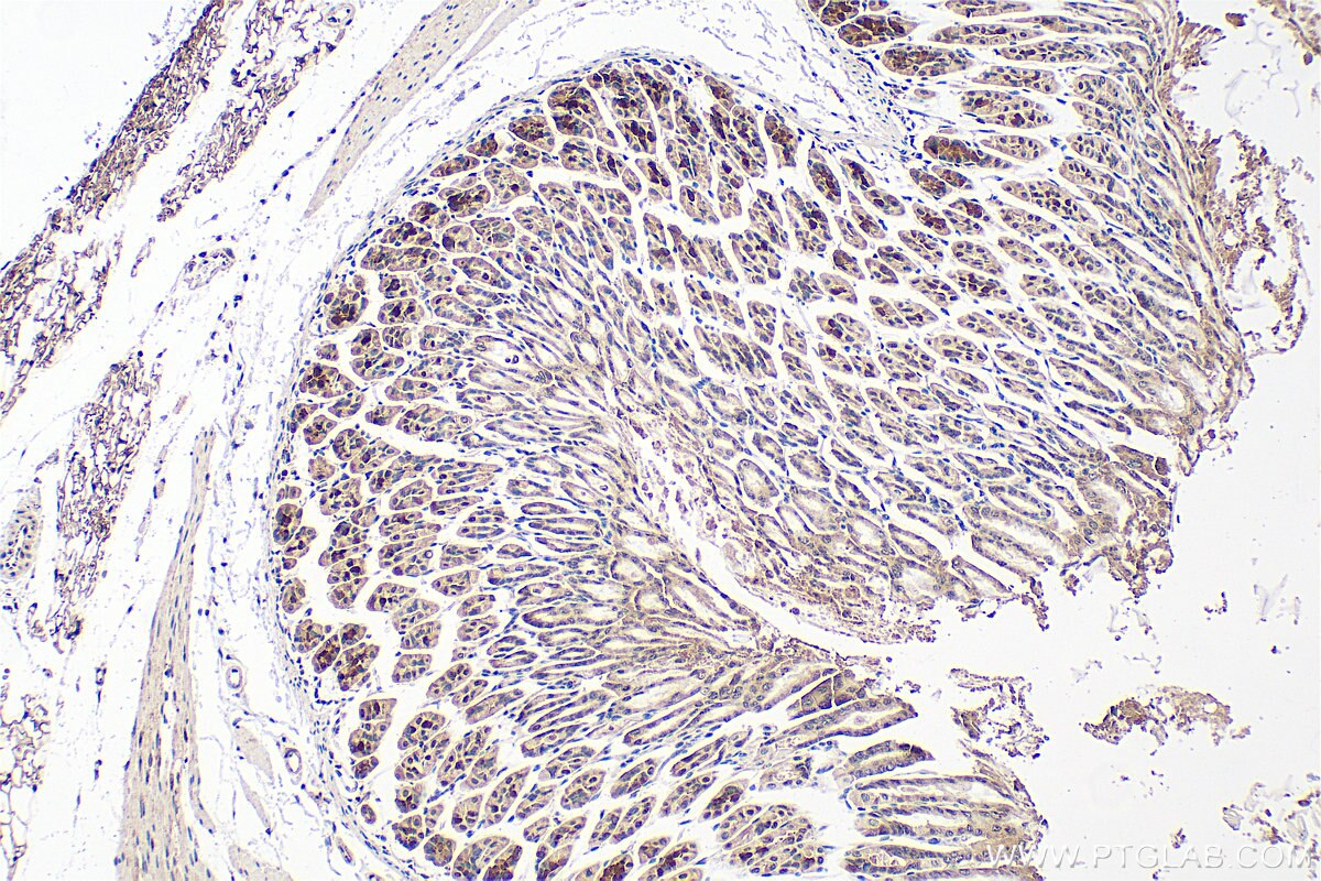 Immunohistochemistry (IHC) staining of mouse stomach tissue using COPE Polyclonal antibody (11457-1-AP)