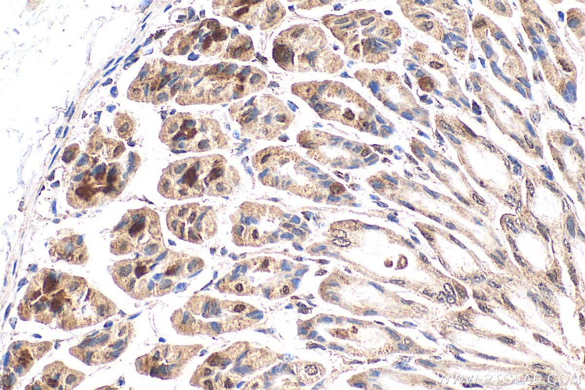 Immunohistochemistry (IHC) staining of mouse stomach tissue using COPE Polyclonal antibody (11457-1-AP)