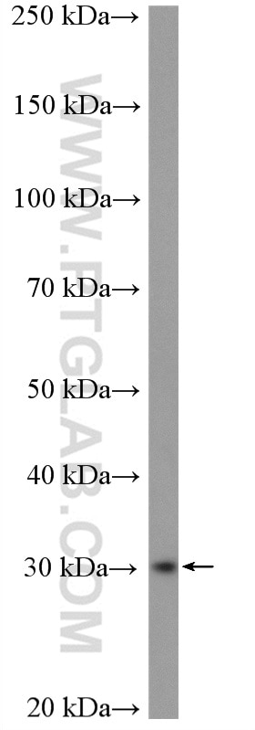 Western Blot (WB) analysis of HeLa cells using COPE Polyclonal antibody (11457-1-AP)