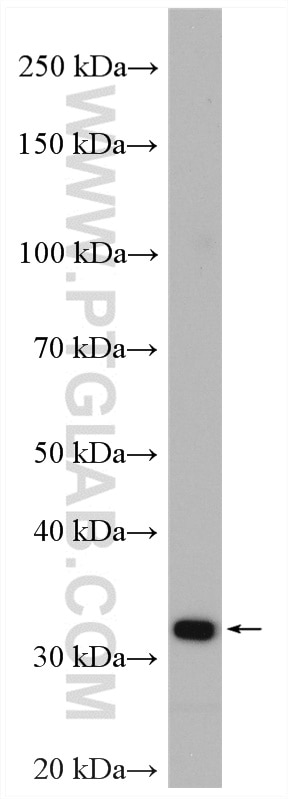 Western Blot (WB) analysis of HEK-293 cells using COPE Polyclonal antibody (11457-1-AP)