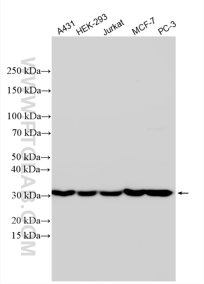 Various lysates were subjected to SDS PAGE followed by western blot with 11457-1-AP (COPE antibody) at dilution of 1:4000 incubated at room temperature for 1.5 hours. Western Blot (WB) analysis of various lysates using COPE Polyclonal antibody (11457-1-AP)
