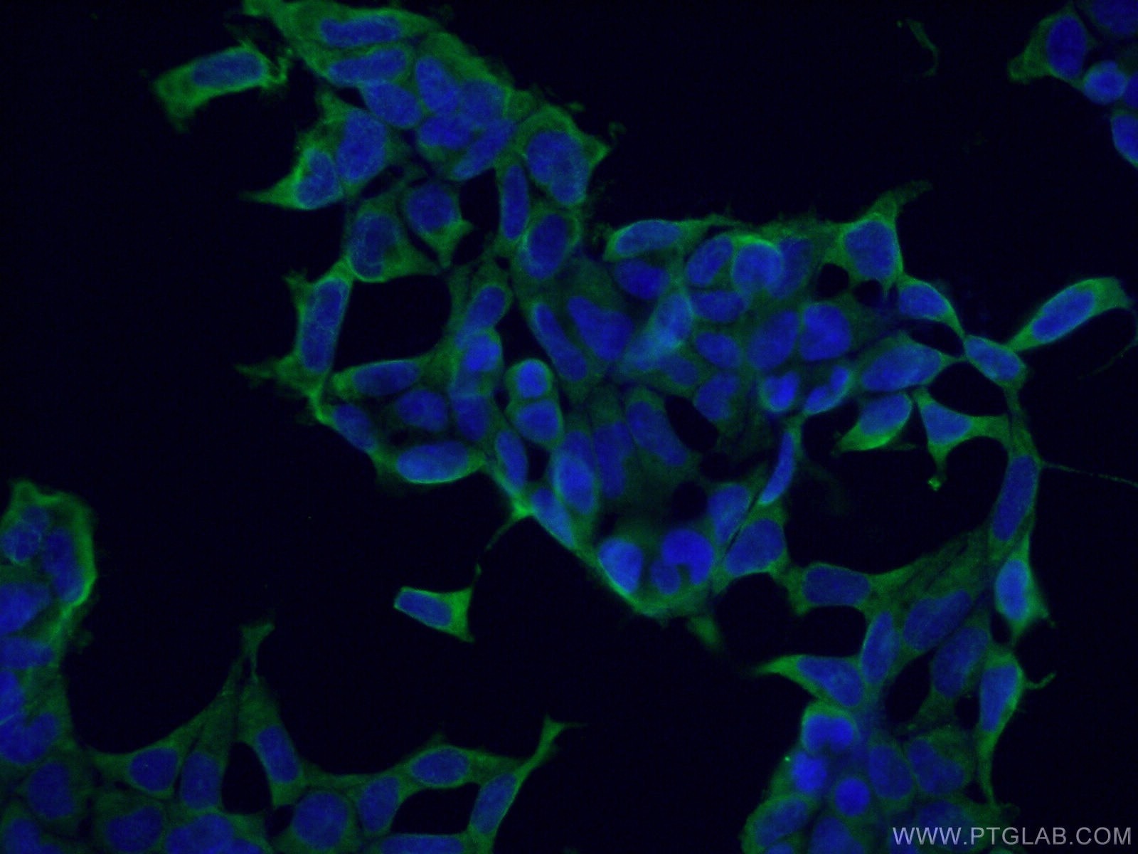 IF Staining of HEK-293 using 66994-1-Ig