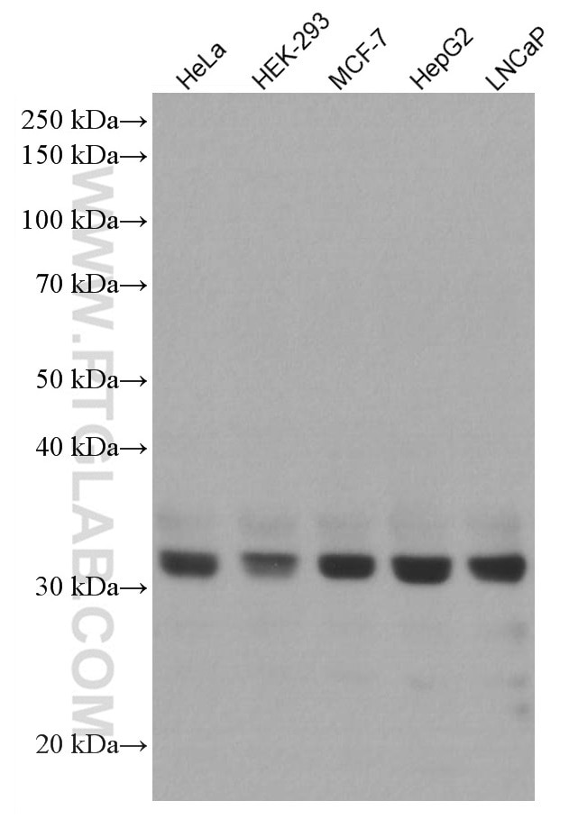 Western Blot (WB) analysis of various lysates using COPE Monoclonal antibody (66994-1-Ig)