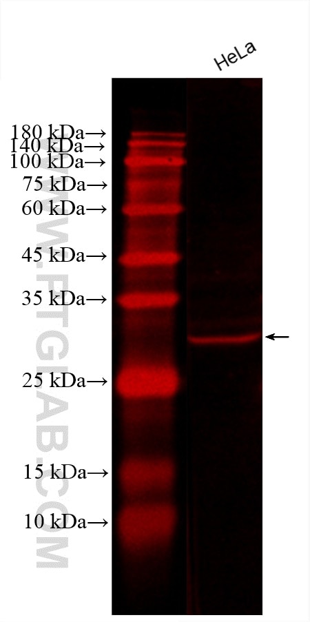 Western Blot (WB) analysis of various lysates using CoraLite®594-conjugated COPE Monoclonal antibody (CL594-66994)