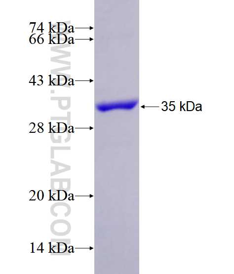 COPE fusion protein Ag28602 SDS-PAGE