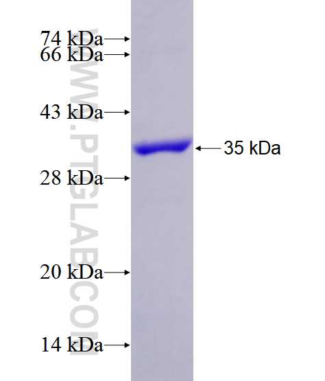 COPE fusion protein Ag28602 SDS-PAGE