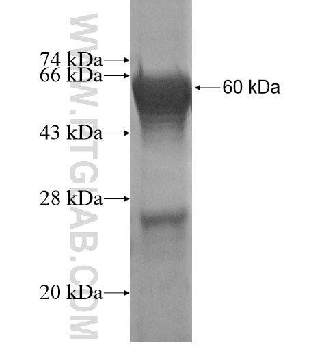 COPE fusion protein Ag2024 SDS-PAGE