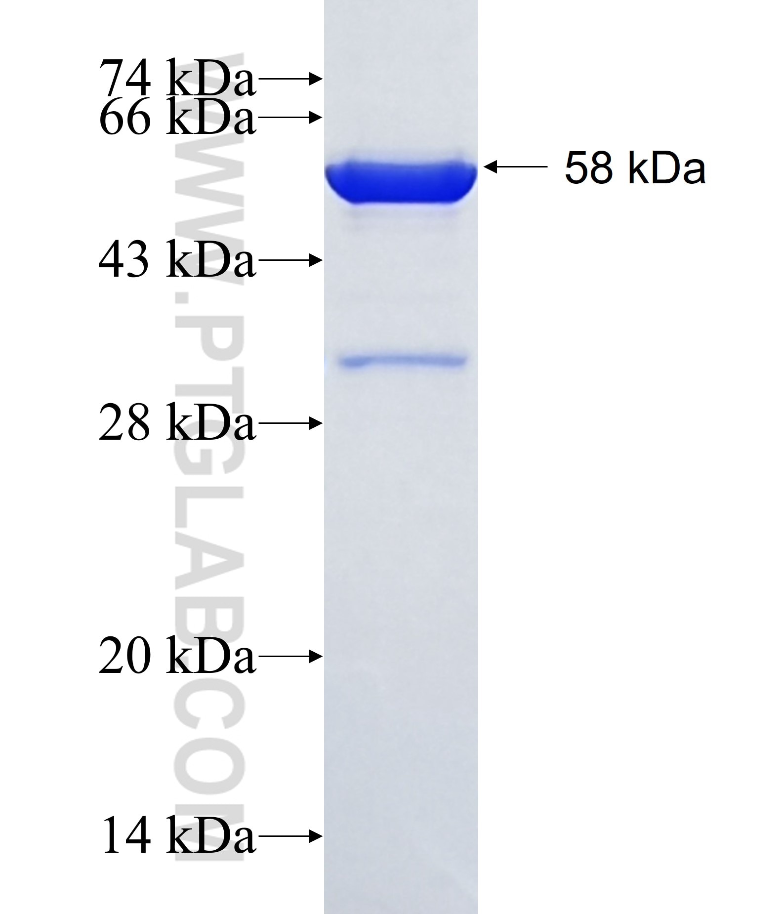 COPE fusion protein Ag2024 SDS-PAGE