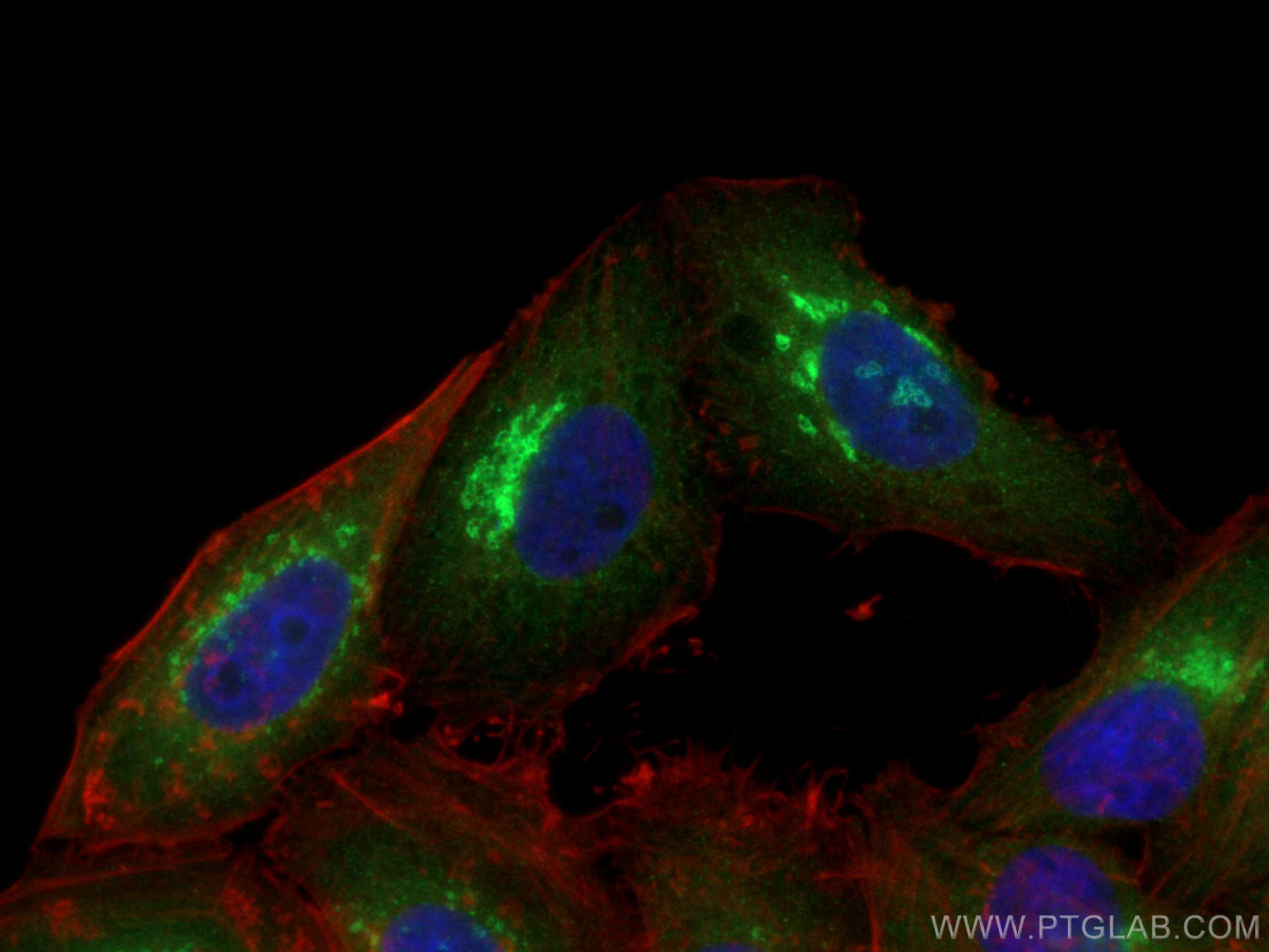 Immunofluorescence (IF) / fluorescent staining of HepG2 cells using COPG Polyclonal antibody (12393-1-AP)