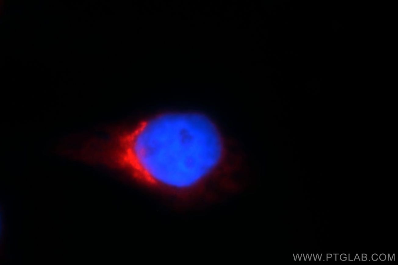 Immunofluorescence (IF) / fluorescent staining of HepG2 cells using COPG Polyclonal antibody (12393-1-AP)