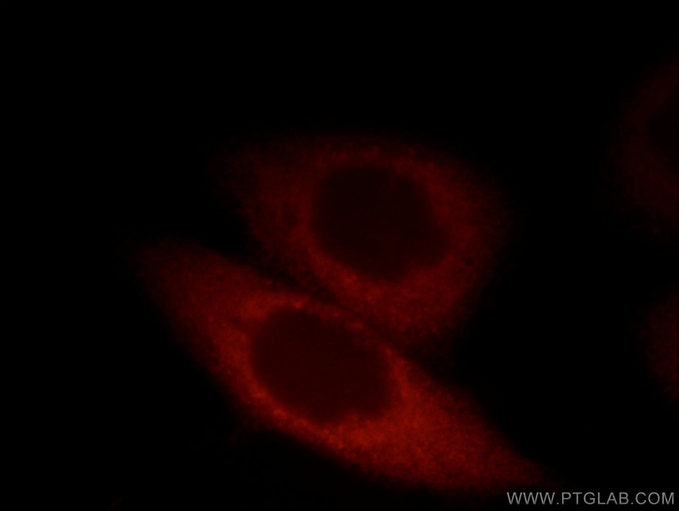 Immunofluorescence (IF) / fluorescent staining of HeLa cells using COPG Polyclonal antibody (12393-1-AP)