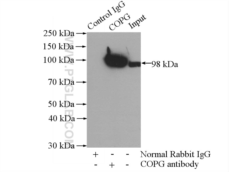 Immunoprecipitation (IP) experiment of K-562 cells using COPG Polyclonal antibody (12393-1-AP)