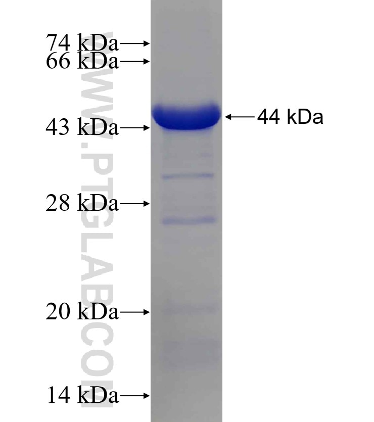 COPG fusion protein Ag23434 SDS-PAGE