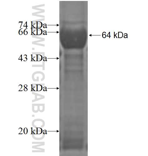 COPG fusion protein Ag3070 SDS-PAGE