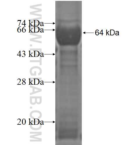 COPG fusion protein Ag3070 SDS-PAGE