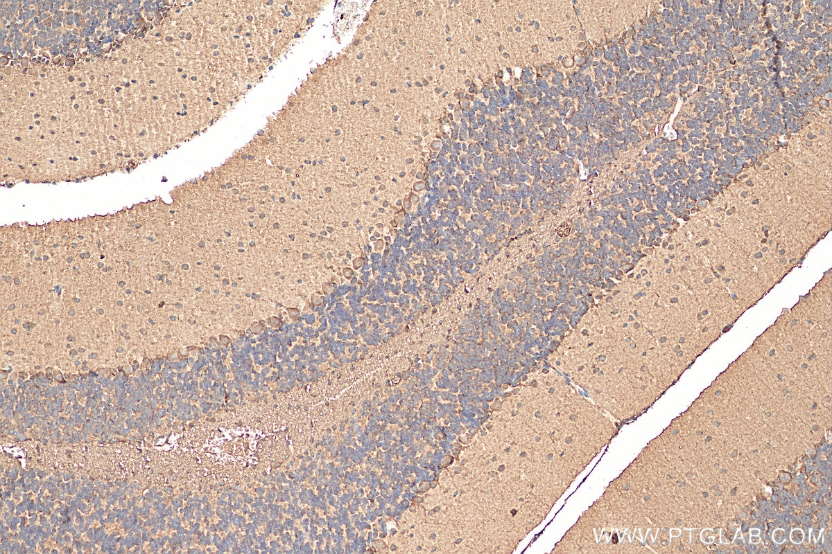 Immunohistochemistry (IHC) staining of mouse cerebellum tissue using COPG2 Polyclonal antibody (16111-1-AP)