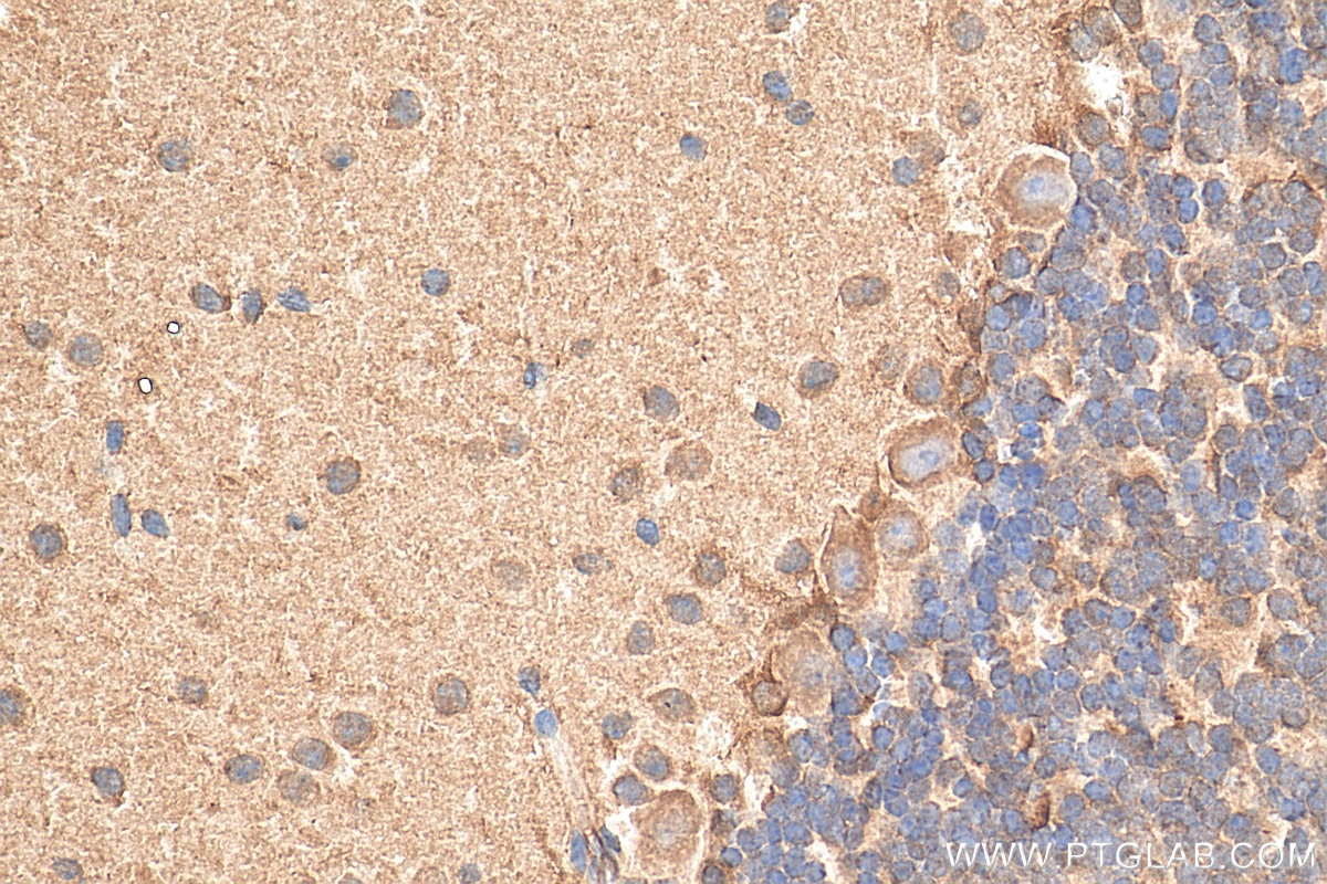Immunohistochemistry (IHC) staining of mouse cerebellum tissue using COPG2 Polyclonal antibody (16111-1-AP)