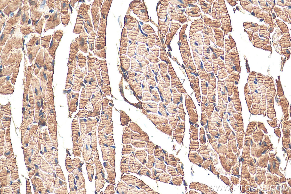 Immunohistochemistry (IHC) staining of mouse heart tissue using COPG2 Polyclonal antibody (16111-1-AP)