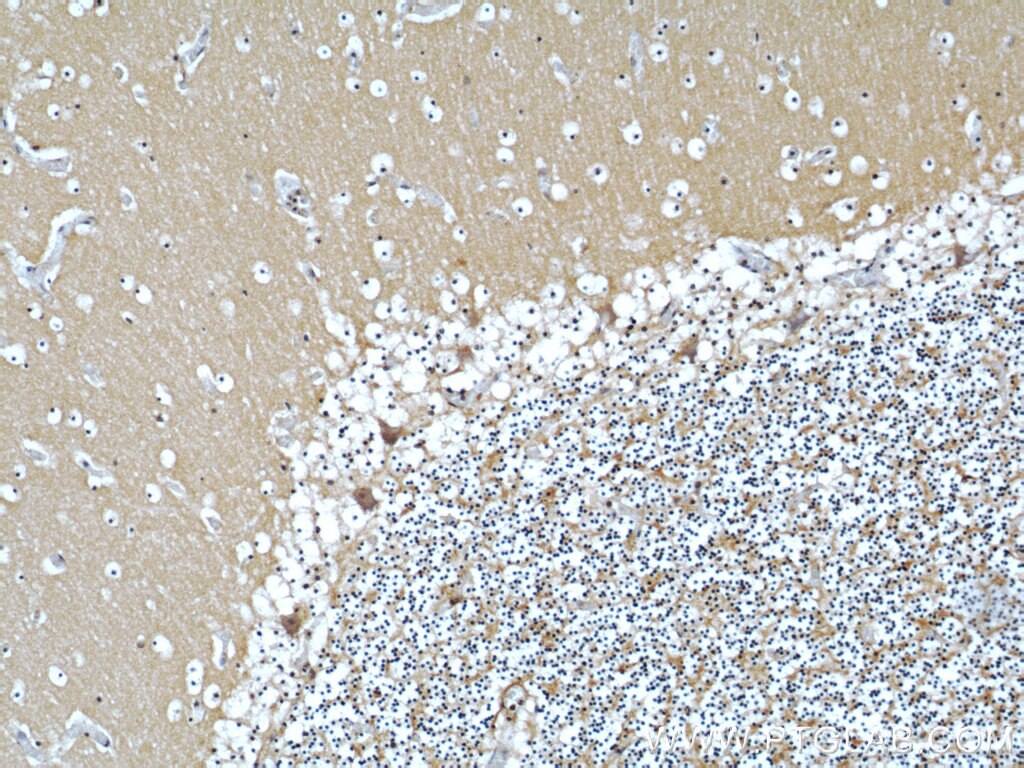 Immunohistochemistry (IHC) staining of human cerebellum tissue using COPG2 Polyclonal antibody (16111-1-AP)