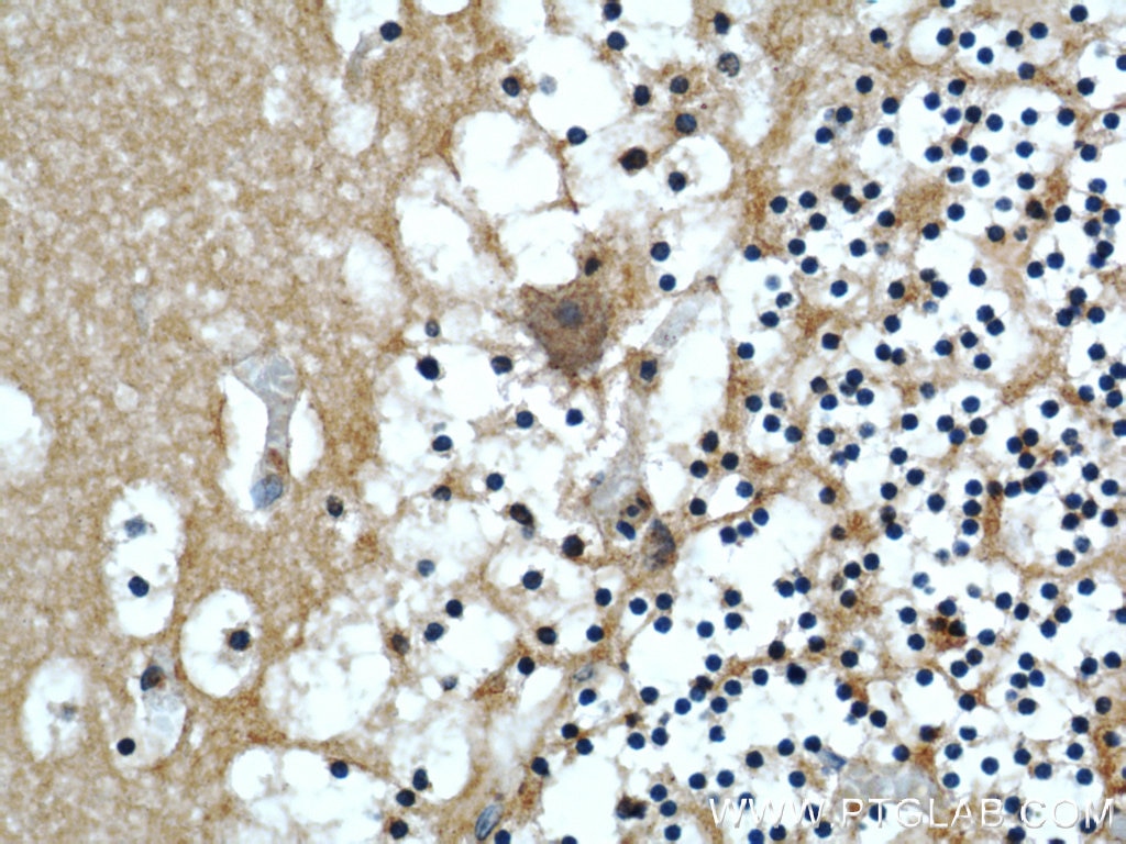 Immunohistochemistry (IHC) staining of human cerebellum tissue using COPG2 Polyclonal antibody (16111-1-AP)