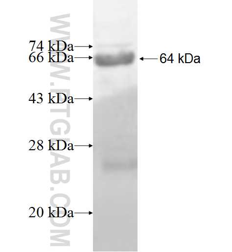 COPG2 fusion protein Ag9034 SDS-PAGE