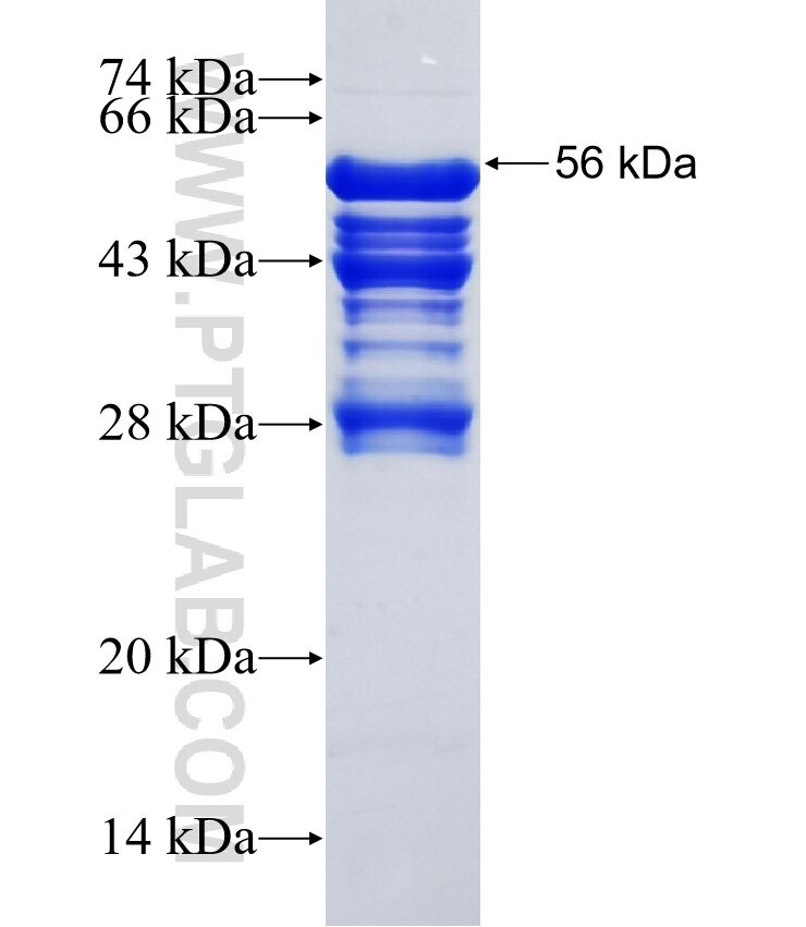 COPRS fusion protein Ag35439 SDS-PAGE COPRS fusion protein Ag35439 SDS-PAGE
