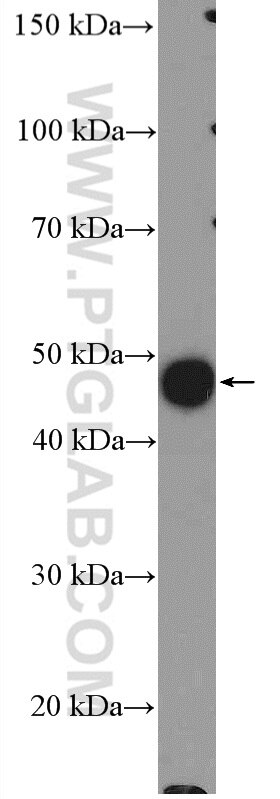 Western Blot (WB) analysis of NIH/3T3 cells using CSN2 Polyclonal antibody (10969-2-AP)