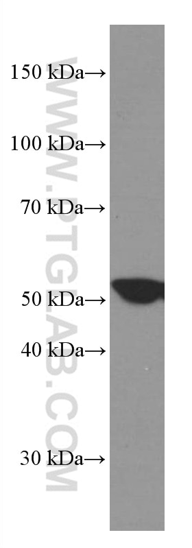 Western Blot (WB) analysis of C6 cells using CSN2 Monoclonal antibody (66435-1-Ig)