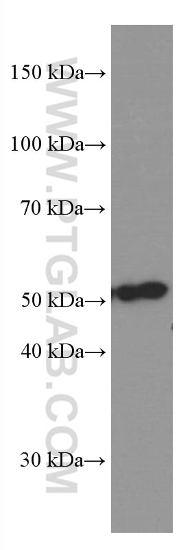 Western Blot (WB) analysis of NIH/3T3 cells using CSN2 Monoclonal antibody (66435-1-Ig)