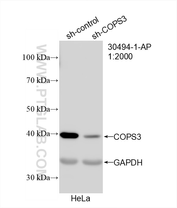 Western Blot (WB) analysis of HeLa cells using COPS3 Polyclonal antibody (30494-1-AP)