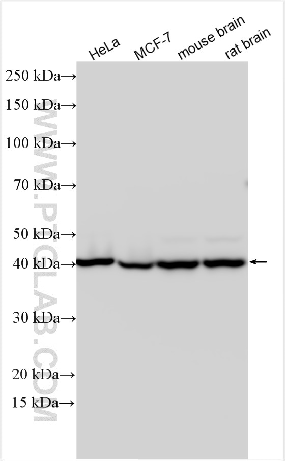 Western Blot (WB) analysis of various lysates using COPS3 Polyclonal antibody (30494-1-AP)