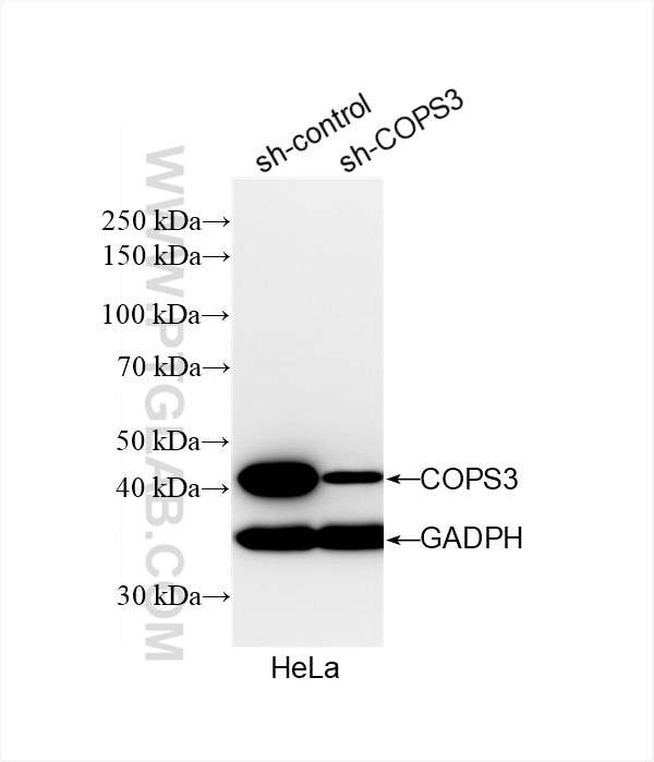 Western Blot (WB) analysis of HeLa cells using COPS3 Recombinant antibody (83822-2-RR)