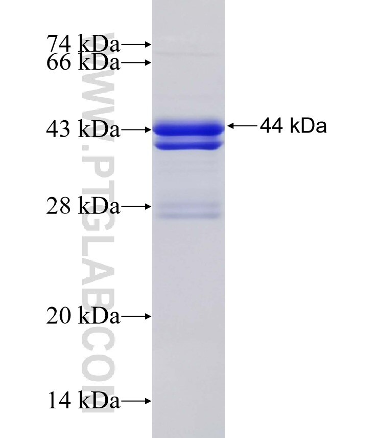 COPS3 fusion protein Ag32825 SDS-PAGE