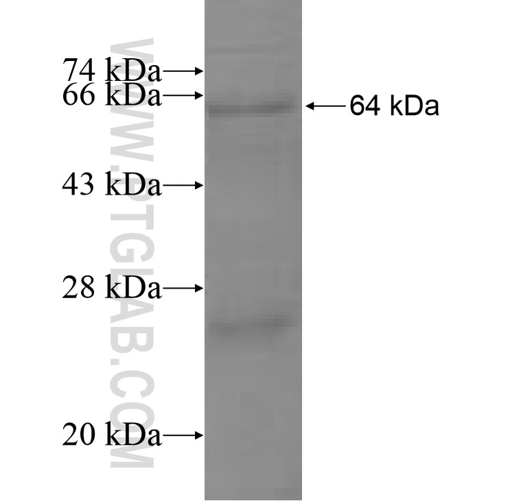 COPS3 fusion protein Ag7968 SDS-PAGE