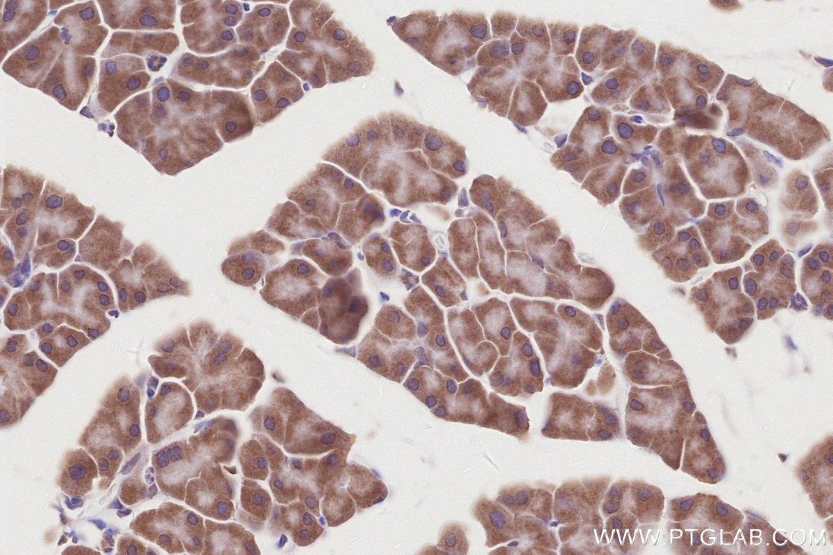 Immunohistochemistry (IHC) staining of mouse pancreas tissue using COPS4 Polyclonal antibody (10464-1-AP)