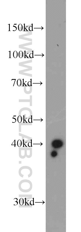 Western Blot (WB) analysis of PC-3 cells using COPS4 Polyclonal antibody (10464-1-AP)