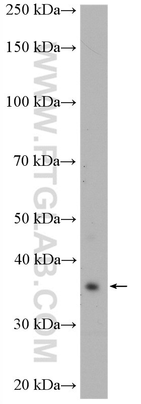 Western Blot (WB) analysis of 3T3-L1 cells using COPS6 Polyclonal antibody (10256-1-AP)