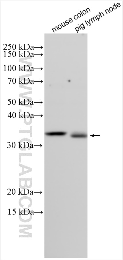 Western Blot (WB) analysis of various lysates using COPS6 Polyclonal antibody (10256-1-AP)