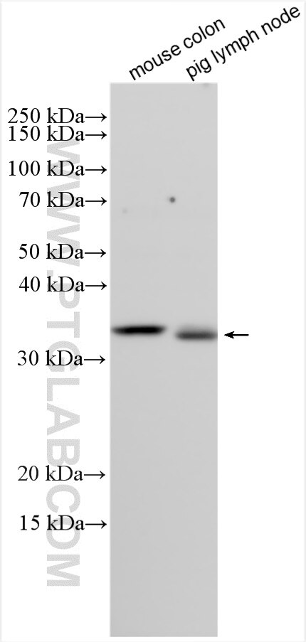 Western Blot (WB) analysis of various lysates using COPS6 Polyclonal antibody (10256-1-AP)