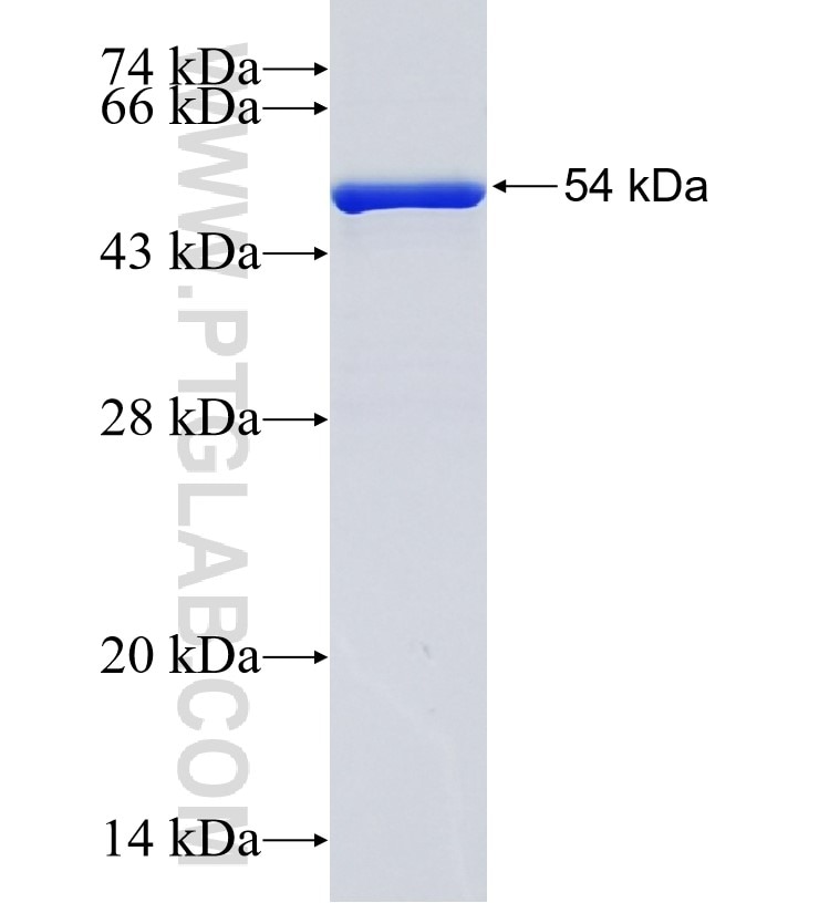 COPS6 fusion protein Ag0331 SDS-PAGE