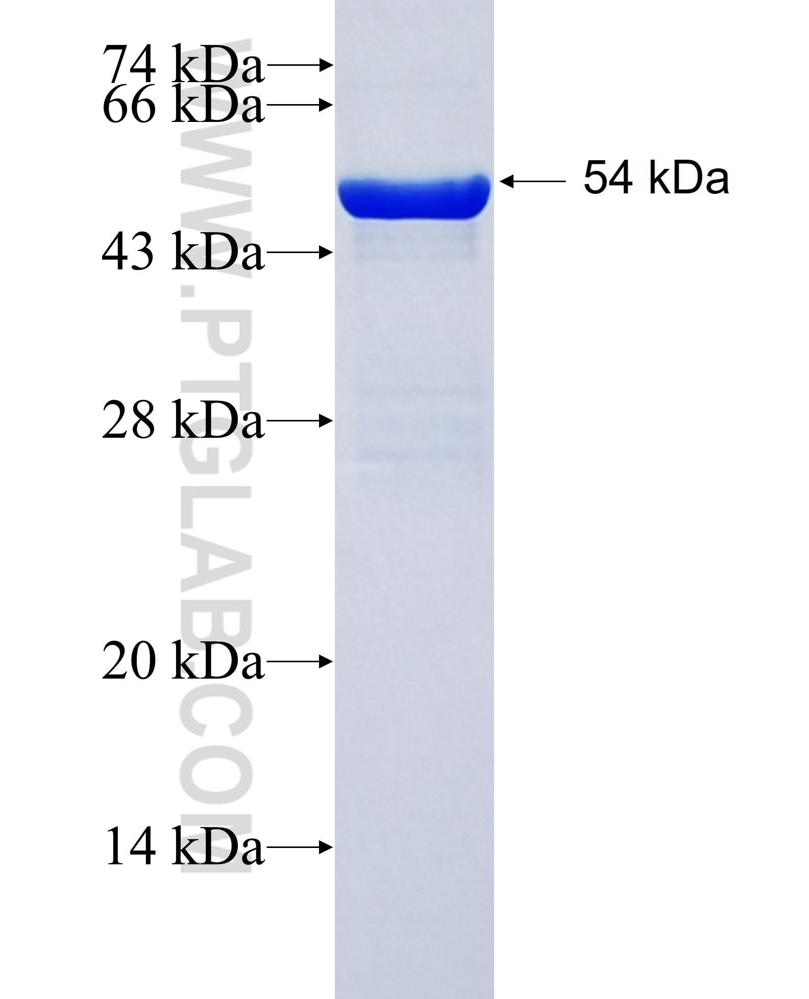 COPS6 fusion protein Ag0331 SDS-PAGE