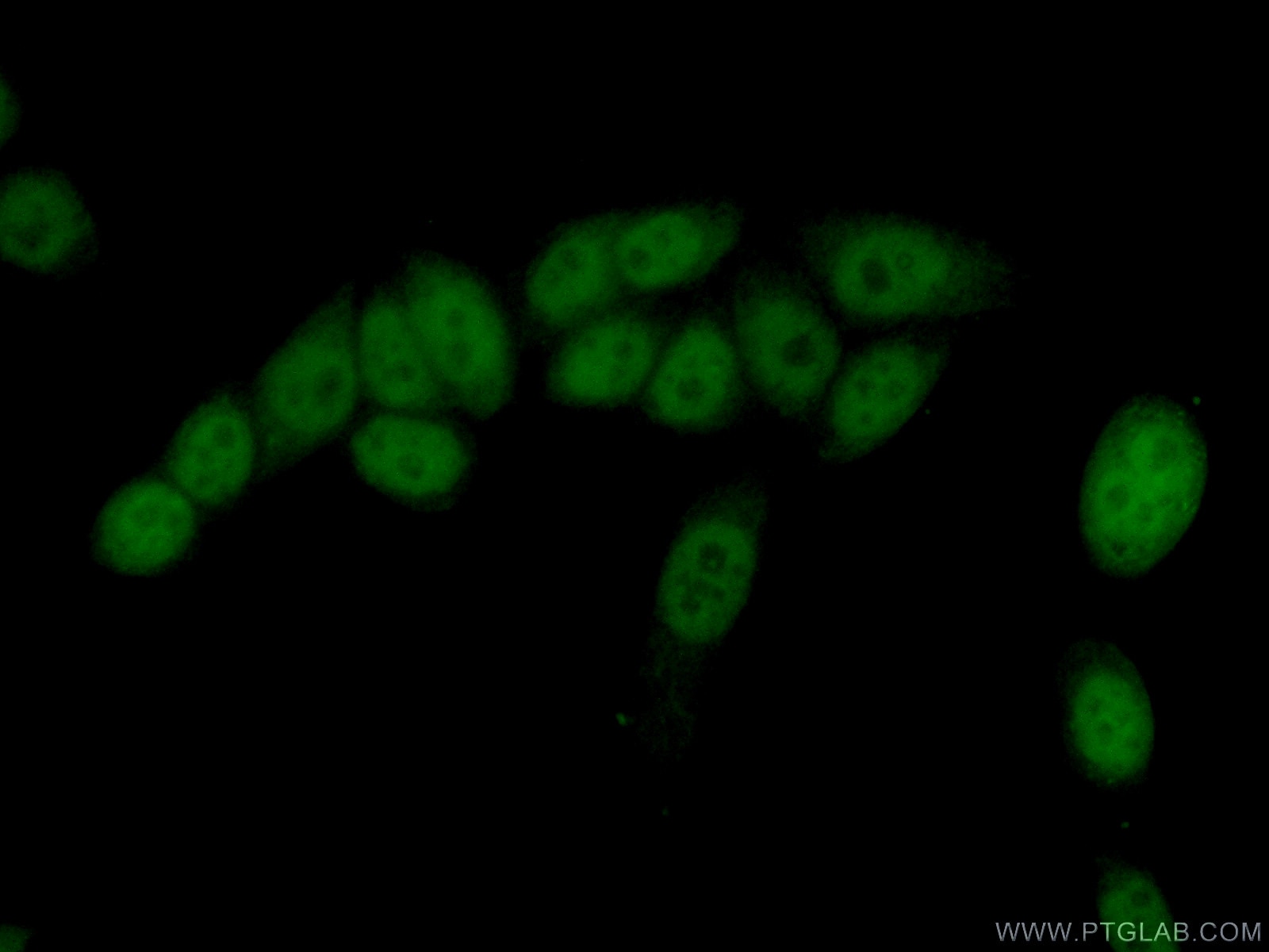Immunofluorescence (IF) / fluorescent staining of HeLa cells using COPS7A Polyclonal antibody (16628-1-AP)