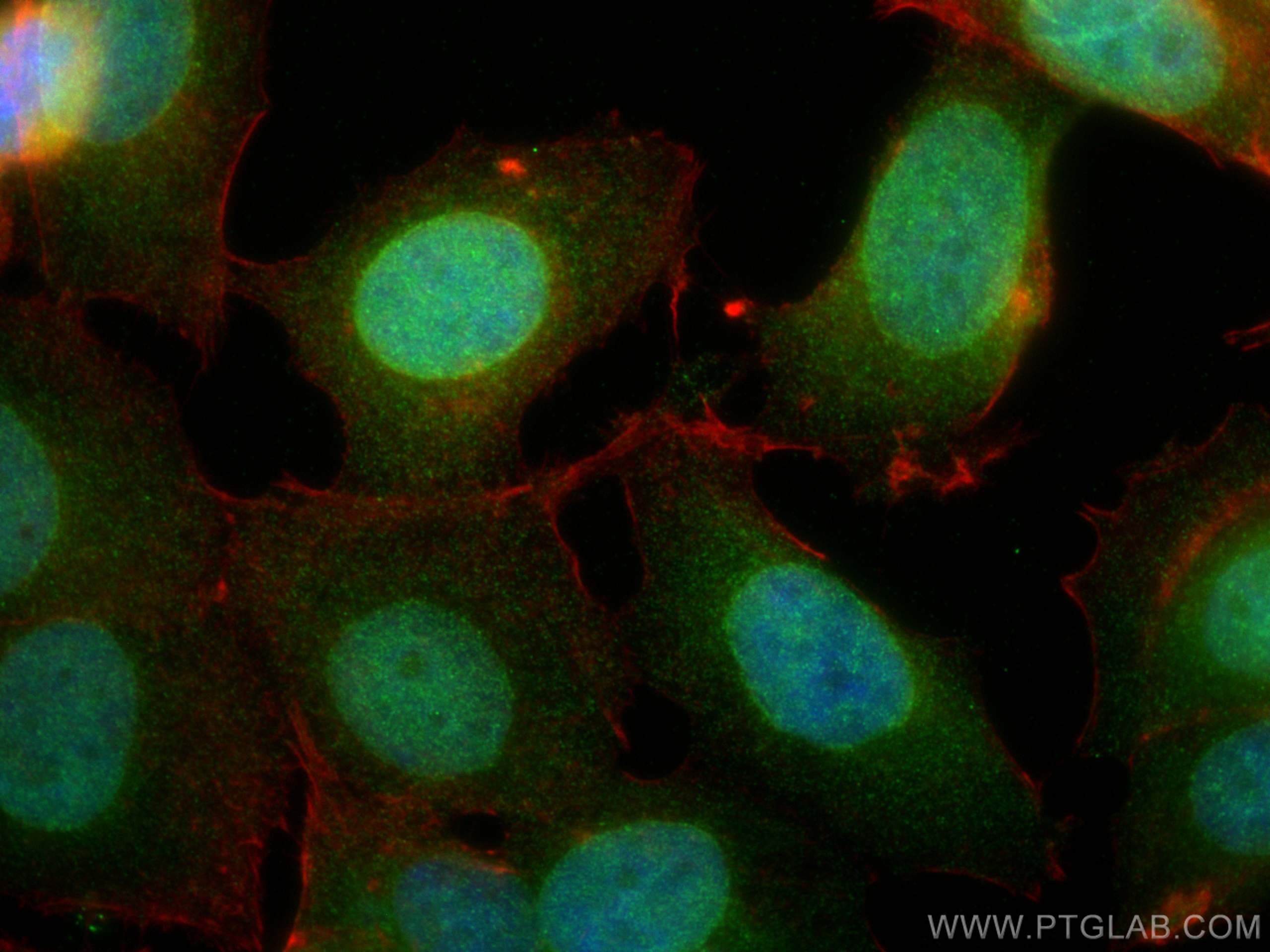 Immunofluorescence (IF) / fluorescent staining of MCF-7 cells using COPS7A Polyclonal antibody (16628-1-AP)