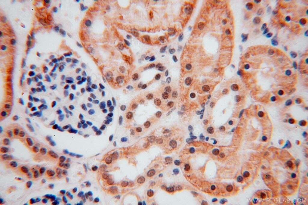 Immunohistochemistry (IHC) staining of human kidney tissue using COPS7A Polyclonal antibody (16628-1-AP)