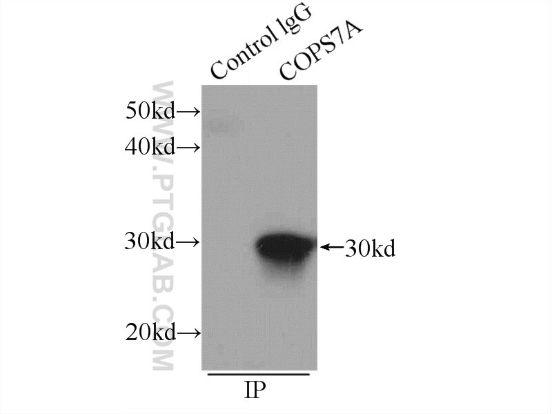 Immunoprecipitation (IP) experiment of mouse heart tissue using COPS7A Polyclonal antibody (16628-1-AP)